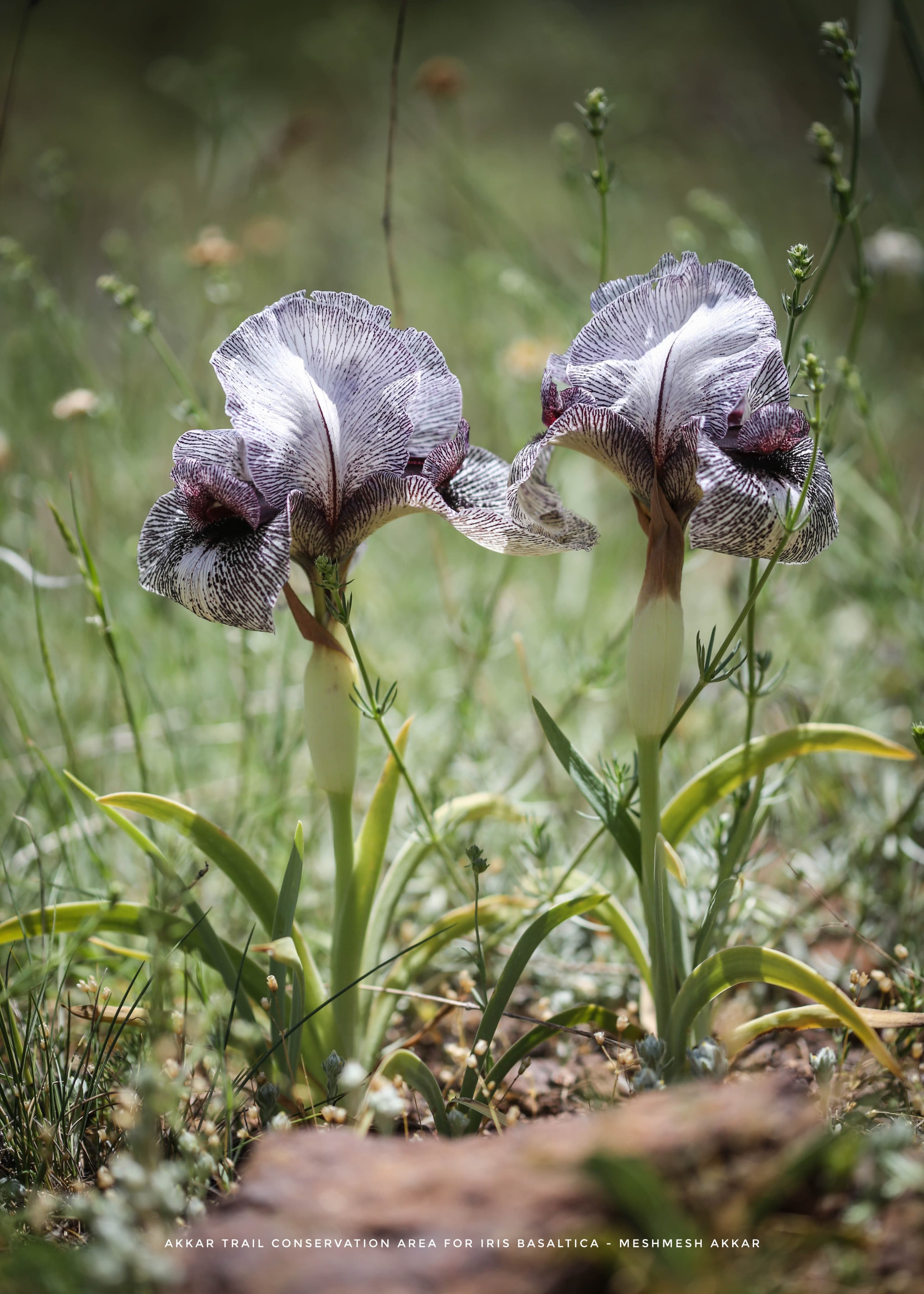 في يوم الأنواع المهددة بالانقراض... جردة لأنواع متوطنة في لبنان